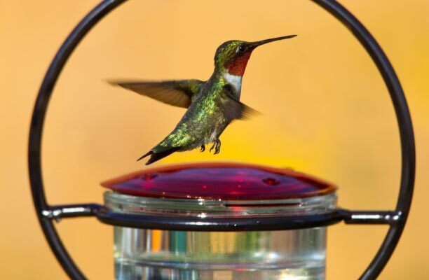 mosaic-birds-hummingbird-bird-feeder.jpg