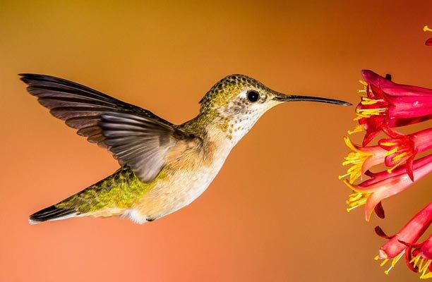 mosaic-birds-hummingbird2.jpg